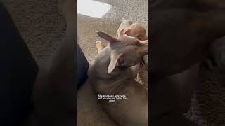 Puppies playtime puppy doglover [upl. by Clayborn628]