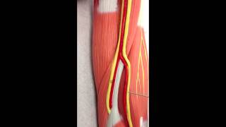 Brachial Plexus Anatomy on Model [upl. by Jarv]