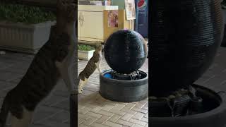 Cat Drinking Water From Fountain During Heatwave [upl. by Rhianon]