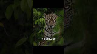 Stunning Jaguar Facts Uncover the Secrets of the Jungles Stealthiest Predator [upl. by Leinahtam]