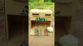 Creative bird traps using cardboard boxes shorts [upl. by Ndnarb]