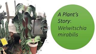 A Plants Story Welwitschia mirabilis [upl. by Lanaj652]