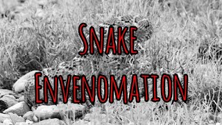 Snake Envenomation In Austere Environments [upl. by Eoz]