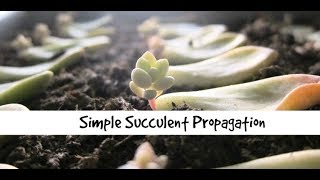 Propagate Succulents LIKE A BOSS [upl. by Noffets]