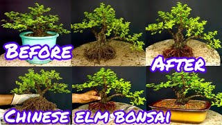 Creating a Chinese Elm bonsai part1chinese elm bonsai for beginners Chinese Elm shohin Bonsai [upl. by Musette166]