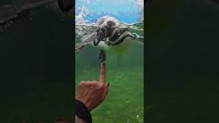 Penguins Swimming at Boise Zoo Cute Animals 😍 [upl. by Florry]