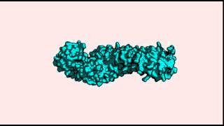 Mouse betacatenin ctnnb1 structure [upl. by Heady]