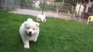 Samoyed puppies 6 weeks old [upl. by Henka]