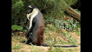 The Roloway Monkey is an endangered species of Old World monkey endemic to tropical West Africa [upl. by Brookes]