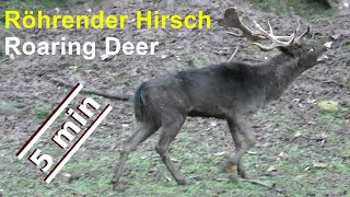 Röhrender Hirsch in Aktion  Roaring Deer in action  Naturpark Schönbuch Hirsch röhrt  4K Clip [upl. by Alvord]