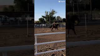 My pole run 🥹👹 rodeo equestrianvibes horseenthusiast horse equestrianjourney horsefan [upl. by Kappenne817]