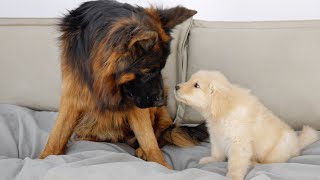 German Shepherd with Depression and Therapy Dog Go From Strangers to Best Friends [upl. by Nirehtac]