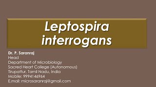 Leptospira interrogans [upl. by Jack650]