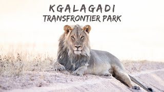 Kgalagadi 2022 Safari Sightings [upl. by Led417]