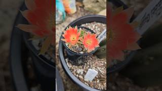 Lobivia Flower echinopsis cacti plants garden gardening [upl. by Ovatsug]