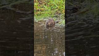 😍🐀Muskrat lunchtime 😋 stovetopgarage4574 [upl. by Sugna236]