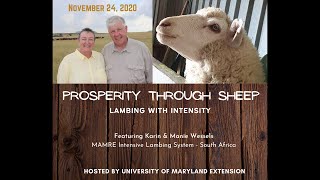 Prosperity with Sheep [upl. by Claus]