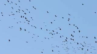 Jackdaws Portland Bill 24th October 2024 [upl. by Clarabelle]