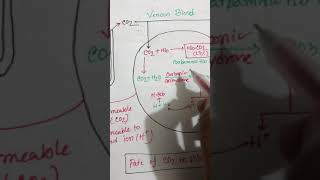 Fate of Carbon di Oxide chloride shift [upl. by Irec30]