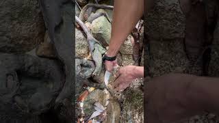 I found gold stuck in the roots of a tree😱😱💰 really fun fyp video shorts [upl. by Adnihc455]