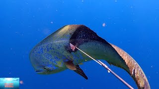 Caribbean dorado captures Dorades coryphènes des Caraïbes [upl. by Aniar]