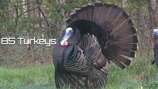 85 Turkeys in 8 Minutes  Turkey Hunting [upl. by Yrac]