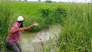 Incredible Red bellied Fish Catching Grass Carp FishingBig Piranha Fish Catchingmrigal Fishing [upl. by Pinebrook]