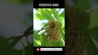 Male Olive Backed Sunbird Feeding the baby chicks [upl. by Akemehs313]