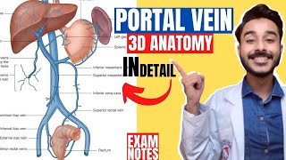 portal vein anatomy 3d  tributaries of portal vein anatomy  anatomy of portal vein branches [upl. by Marvin]