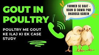 Gout In Poultry  Successful Treatment [upl. by Yanffit684]