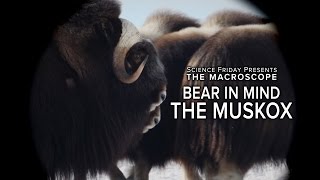 Inside the Mind of a Musk OX [upl. by Sonstrom121]