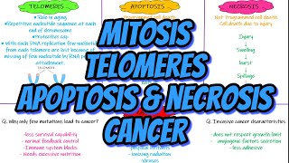 Mitosis Telomeres Apoptosis Necrosis Cancer Chapter 3 part 4 Guyton and Hall Physiology [upl. by Leah]