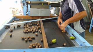 The Pecan Sorting machine [upl. by Pardner]