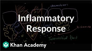 Inflammatory response  Human anatomy and physiology  Health amp Medicine  Khan Academy [upl. by Noneek]