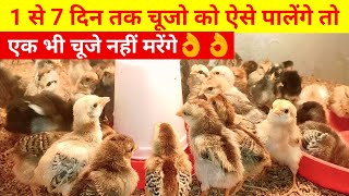 1 से 7 दिन तक चूजो को ऐसे पालेंगे तो एक भी चूजे नहीं मरेंगेLocal chicken farming [upl. by Nalyak363]