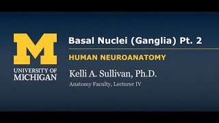 Nervous System Motor Systems  Basal Ganglia pt 2 [upl. by Anaujal]