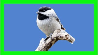 Carolina Chickadee Song Carolina Chickadee Call Carbonero De Carolina Canto Poecile Carolinensis [upl. by Nnyltiak459]