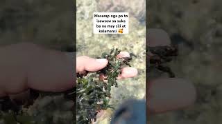 Siling2x seaweed at Soliot seashorevibes seashells seafoodslover seaweeds [upl. by Vidda796]