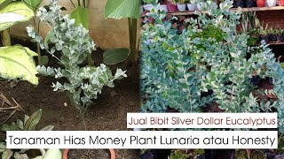 Jual Bibit Tanaman Hias Silver Dollar Eucalyptus Trees  Money Plant  Pohon Lunaria [upl. by Ayotak]