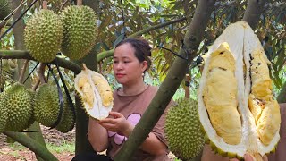 Harvest Durian Goes to market sell  Returned home to visit his biological parents  Lý Thị Ca [upl. by Llevaj746]