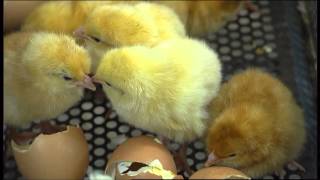 The Little Chick Company  It All Starts With An Egg  For Kids [upl. by Anire]