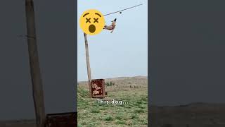 High Flying Tricks Dog Stunt Edition [upl. by Aliuqat]