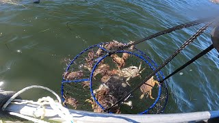 Dungeness Crab Season Opener 2024 Tomales Bay [upl. by Hedveh]