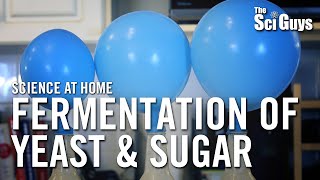 Fermentation of Yeast amp Sugar  The Sci Guys Science at Home [upl. by Serafine187]