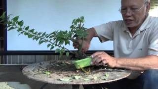 Bonsai Tutorials for Beginners How to Restore an Overgrown Shohin Bougie [upl. by Sackman]