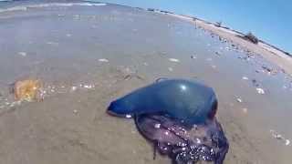 Portuguese Man O War Still Alive See It Move Its Self [upl. by Vicki]