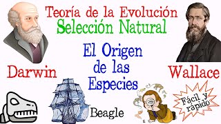 🐚Teoría de la Evolución Darwin y Wallace🔍 Fácil y Rápido  BIOLOGÍA [upl. by Bealle]