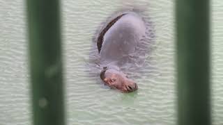 Grey Seal Halichoerus grypus Grijze Zeehond Brouwersdam ZH the Netherlands 22 Nov 2024 9 [upl. by Bryant162]