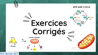 Exercices ATP amp MUSCLE Partie 7 🔥🔥 2bac SVT  2 bac PC [upl. by Dann]