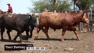 LOTE 6 Toros Angus RP 712 643 665 [upl. by Silma]